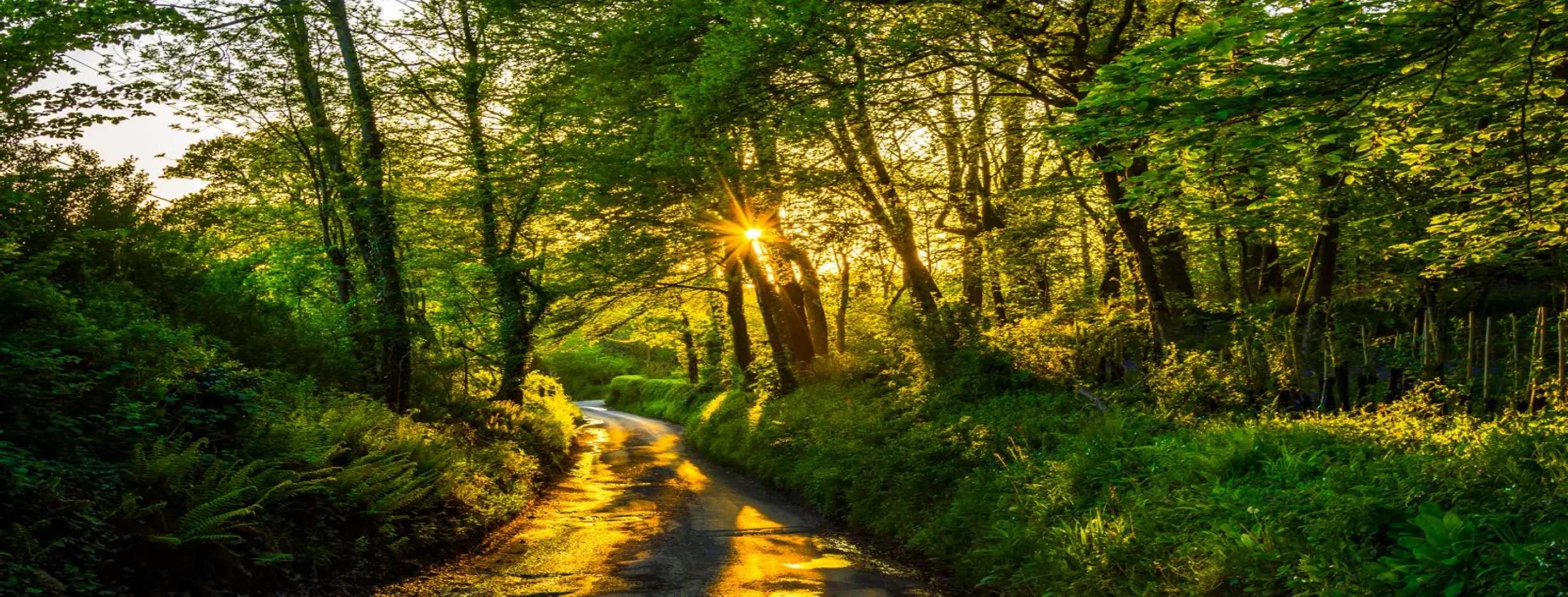 Image for Nature Trails